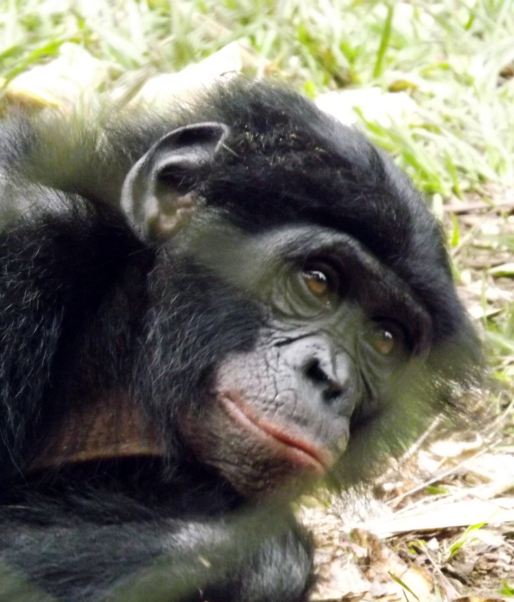 Bonobo