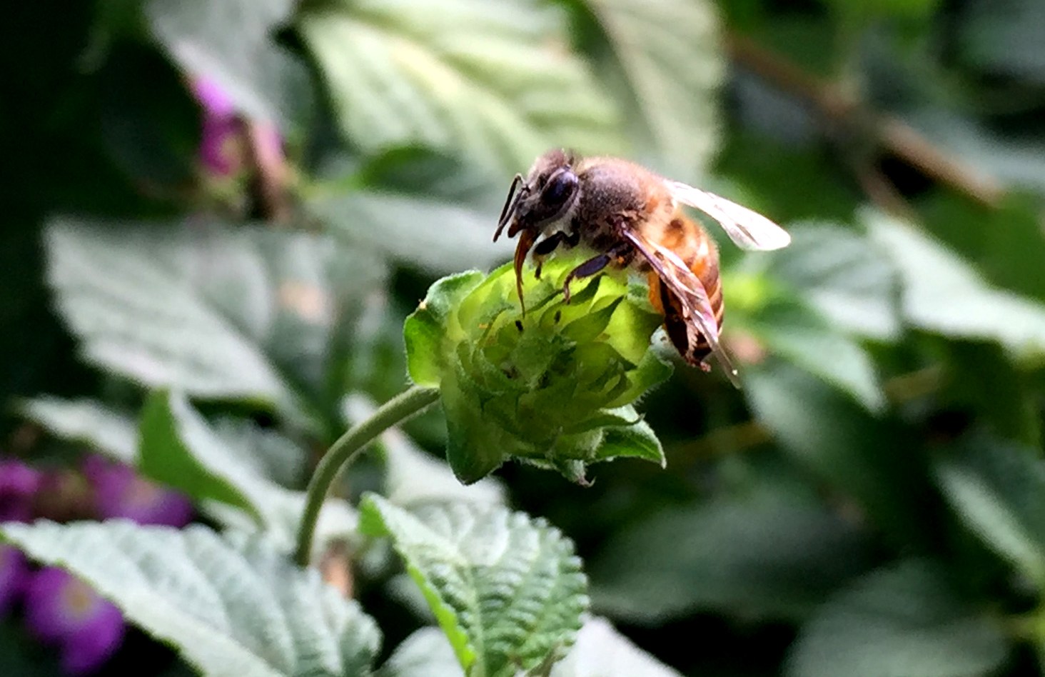Honeybee