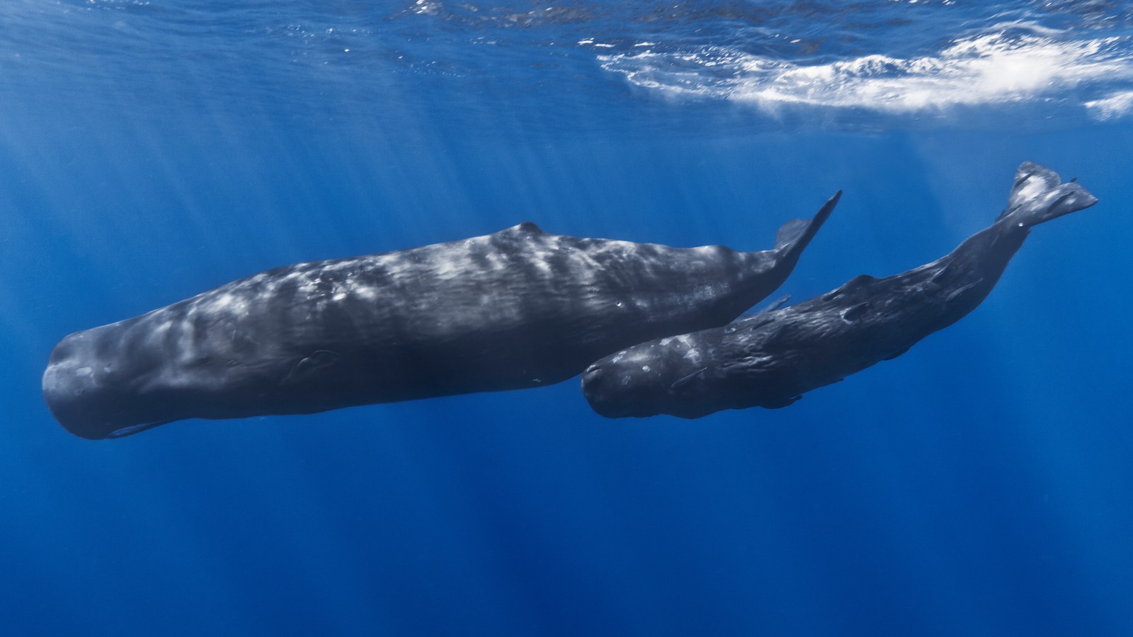Adult sperm whale and young sperm whale