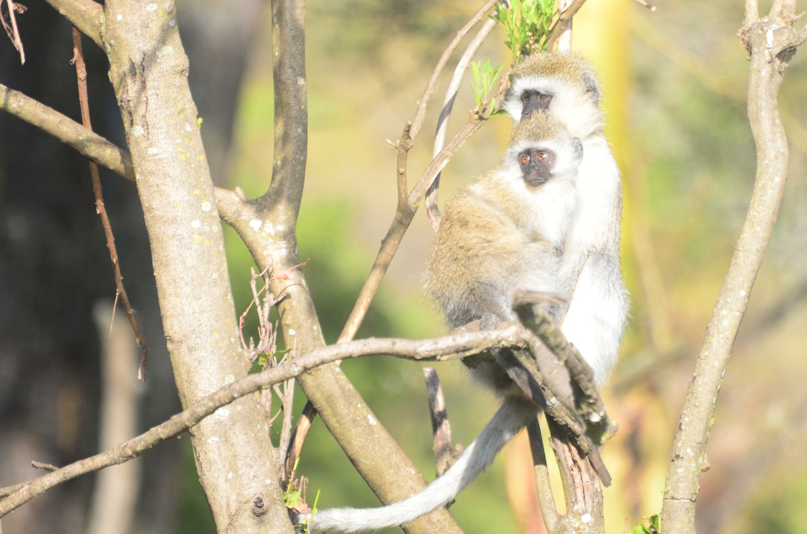 Vervet monkey