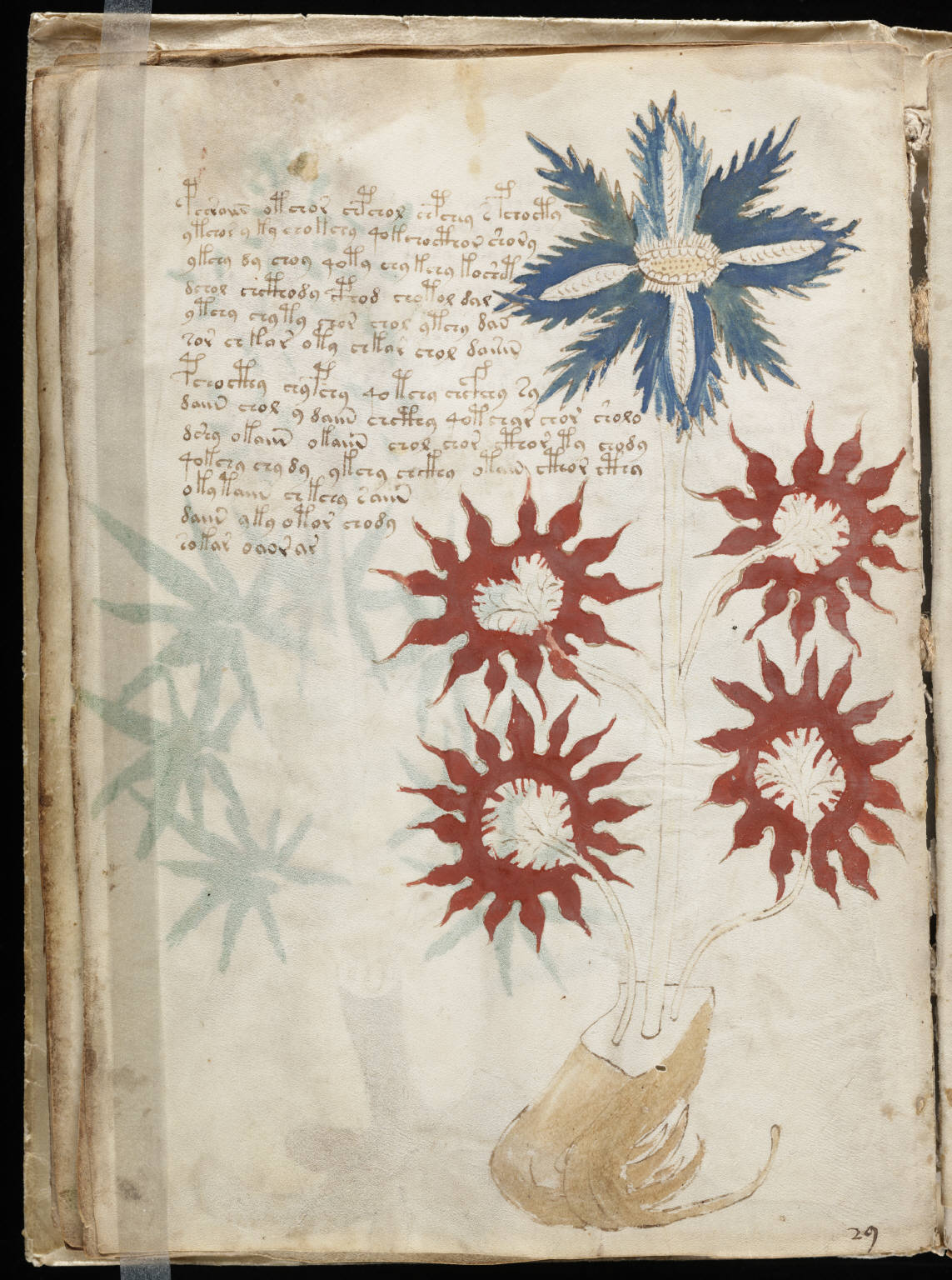 Manuscrit de Voynich