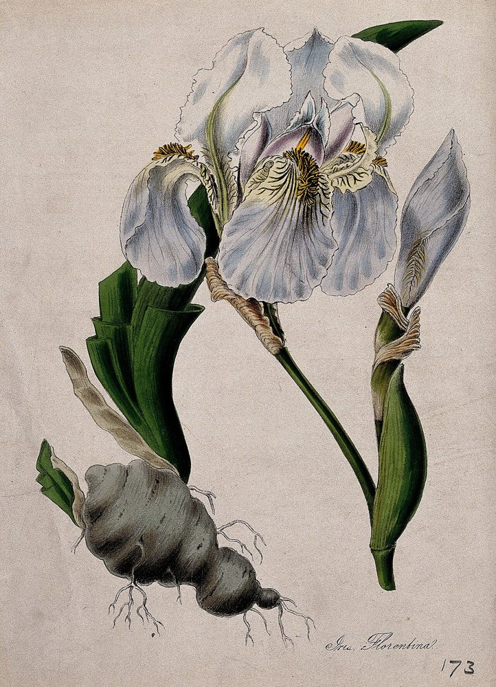 Rhizome botanique