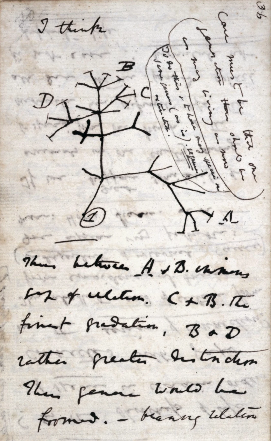 Première esquisse de l’arbre de la vie par Charles Darwin dans son carnet B