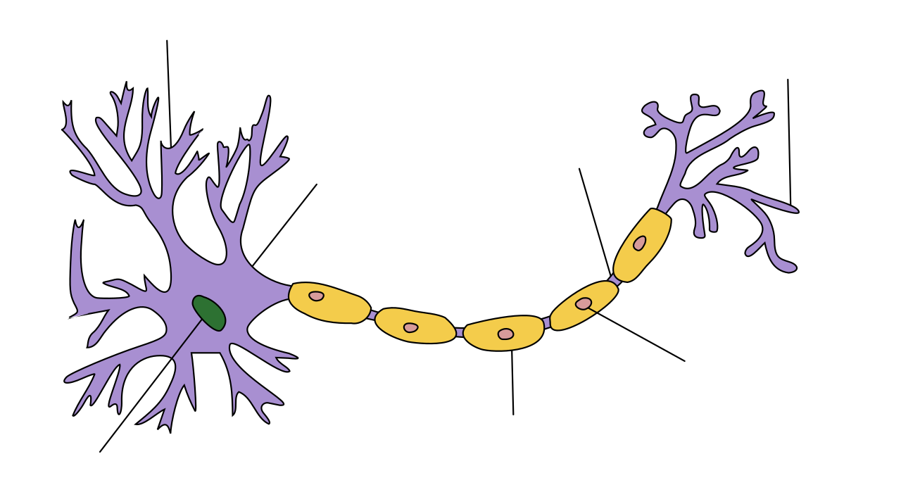 Schéma d’un neurone