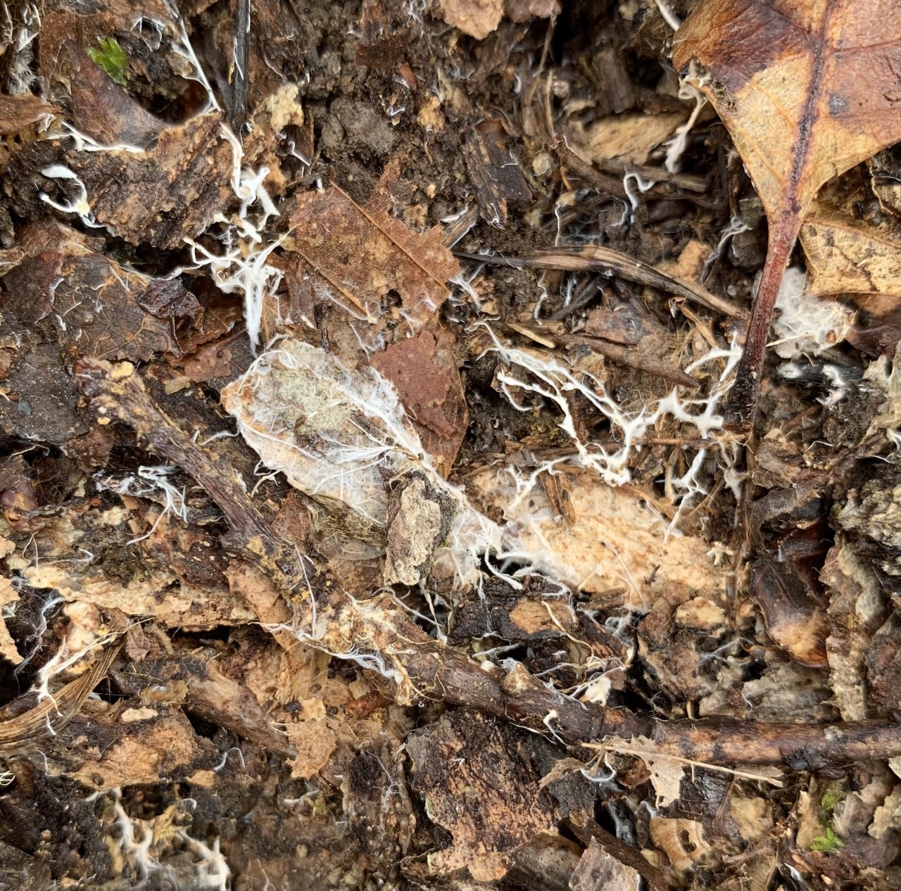 Mycelium in a forest floor