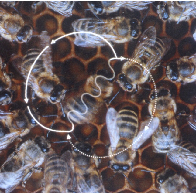 Honeybees on a comb with the figure-eight path of the waggle dance superimposed