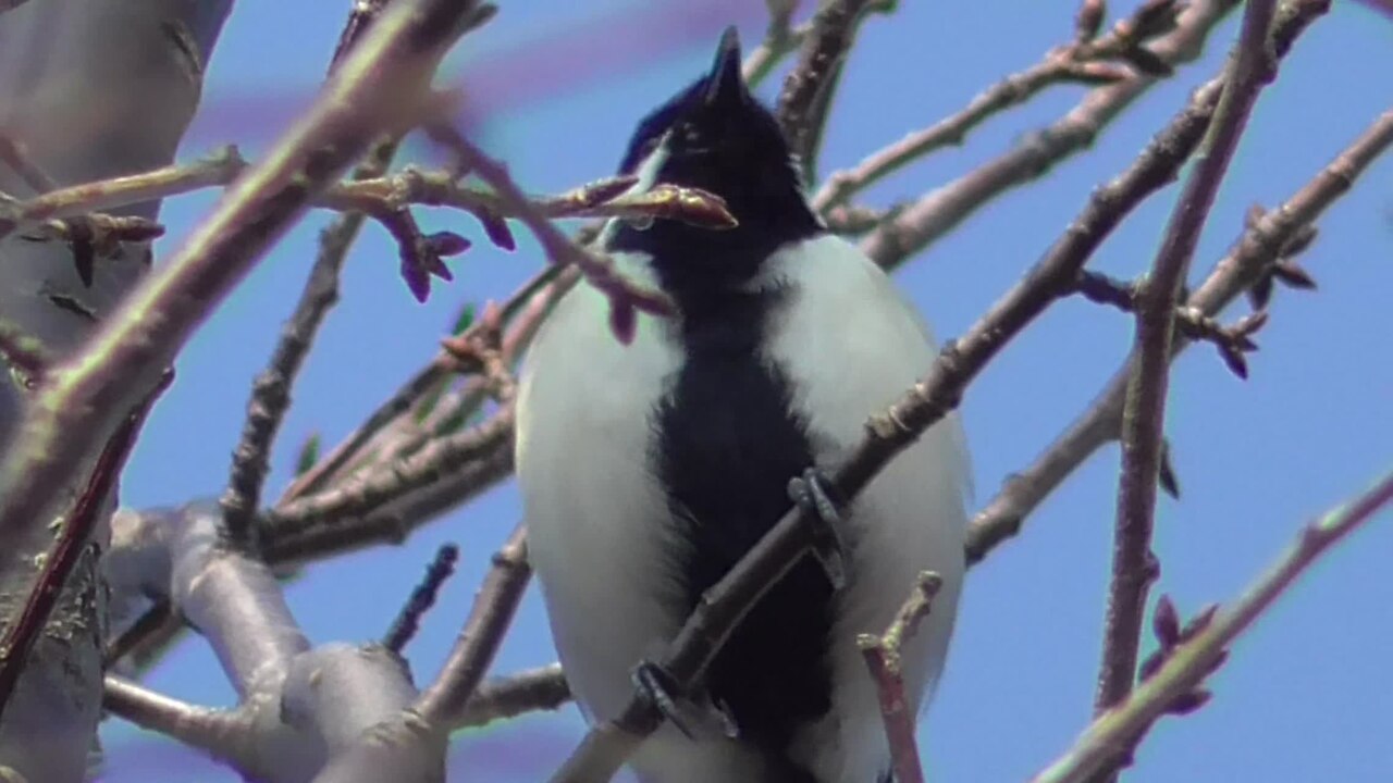 Japanese tit perched in a tree while calling