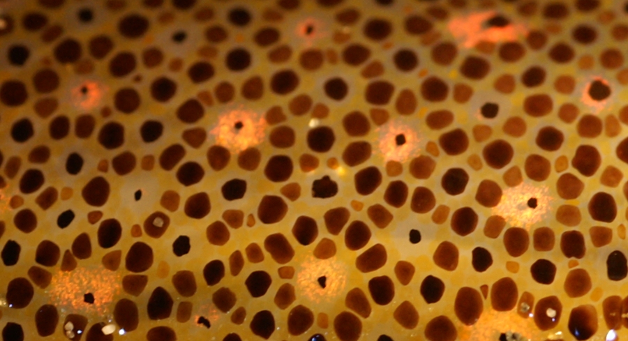 Gros plan de chromatophores sur la peau d’un calmar