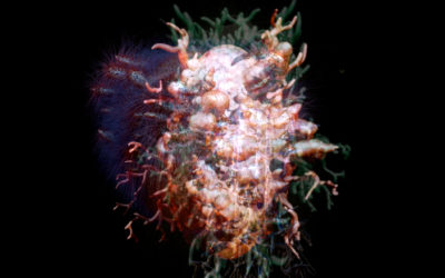 Morhogenetic collection from biospheric cycles #1
