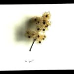 la page - la pensée - le mot