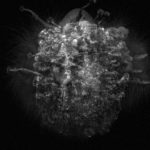 « Morphogenetic Tensions - a prediction for the becoming of forms » « Morphogenetic Tensions - a prediction for the becoming of forms »